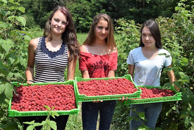 Nagrade za najbolje beračice