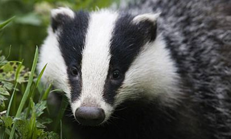 Јазавац се појавио у центру града и населио у стамбену зграду