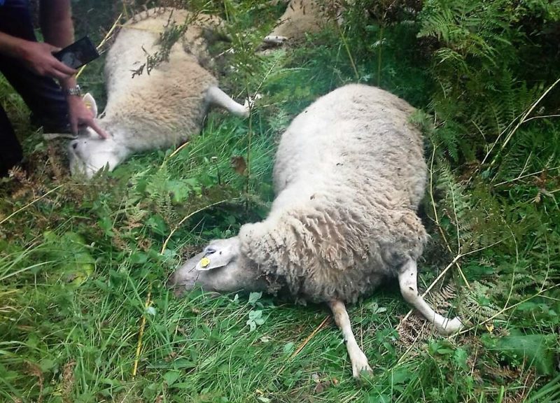 Зарожје, Вукови, овце