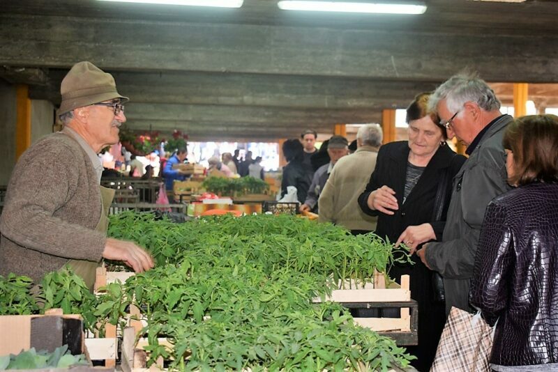 Рогачица - Расад