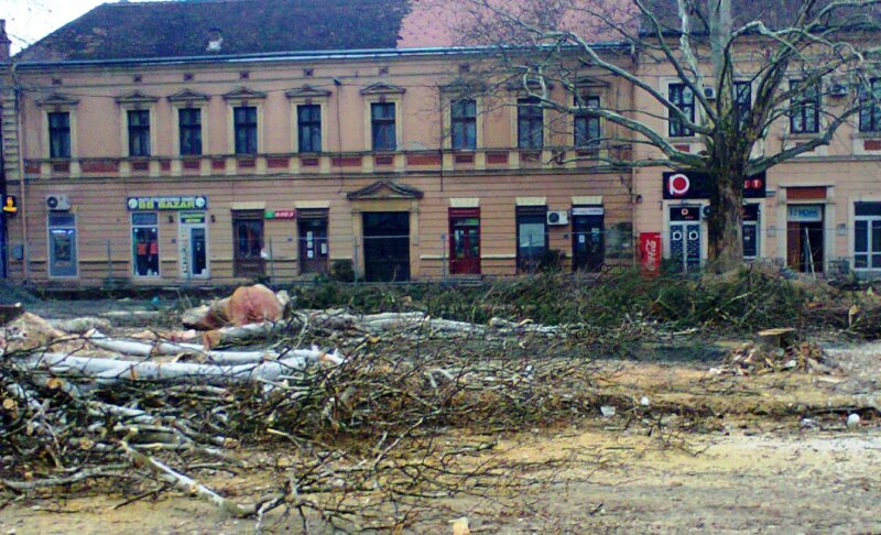 Платани - сеча- Трг