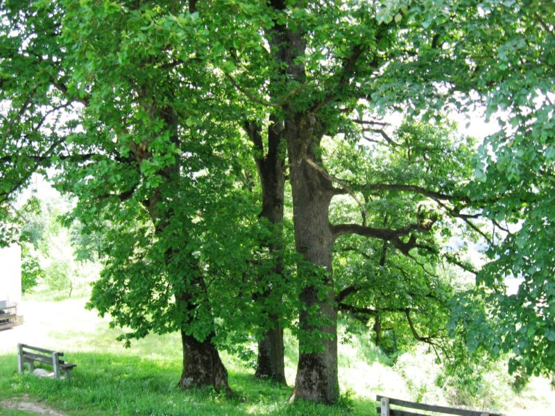 Nekad bilo, sada je jedan hrast manje