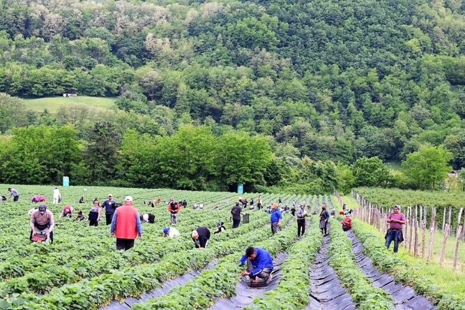 Са прошлогодишње бербе јагода у ПГ "Наташа Маровић"
