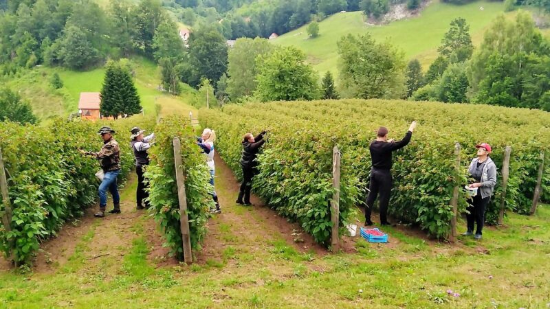 Berba u malinjaku Rada Cvijica