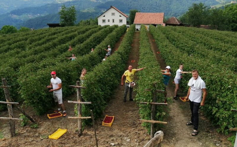 Berba u malinjaku Radojka Aleksica (1)