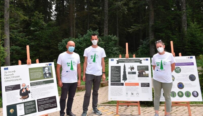 Дан Панчићеве оморике на Митровцу на Тари