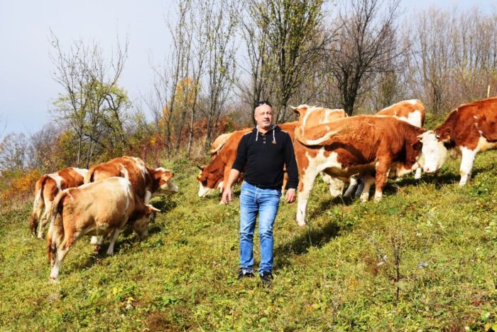 Обилазак крава на испаши