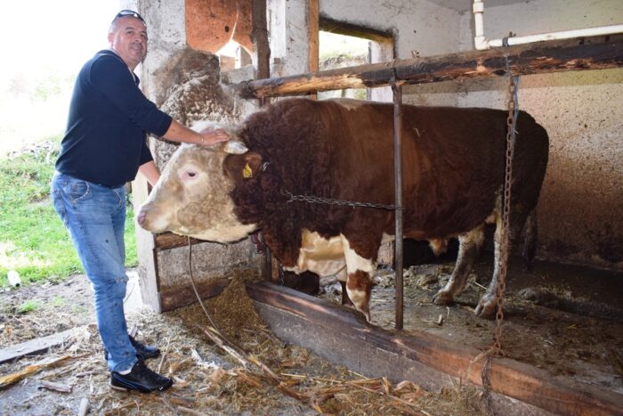 Велибор показује бика тешког око тону