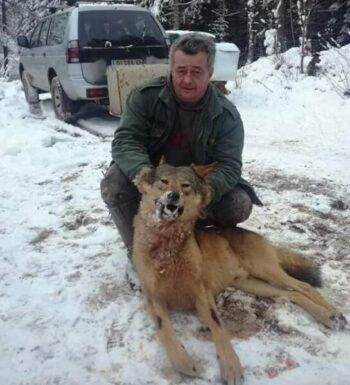 ЛУ Соко - шакали и вучица