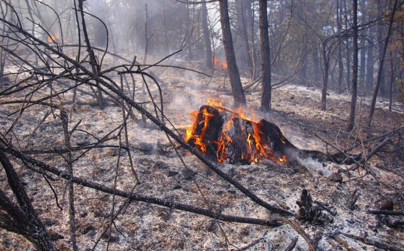 Шумски пожари у НП Тара
