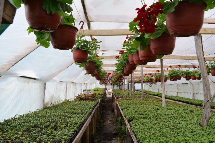 Цвећари из Костојевића, породица Петровић