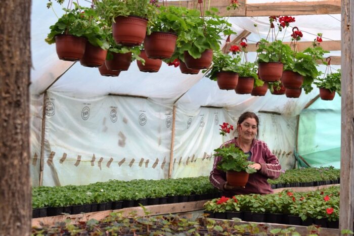 Нада,Цвећар из Костојевића