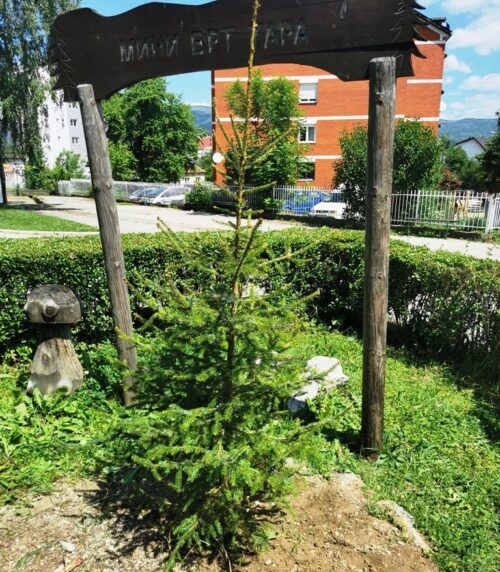 Засађено дрво Панчићеве оморике