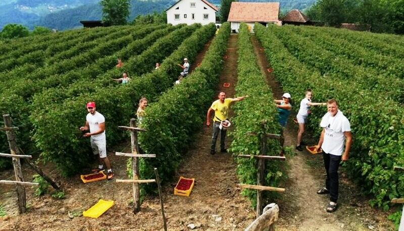 Малињак Радојка Алексића