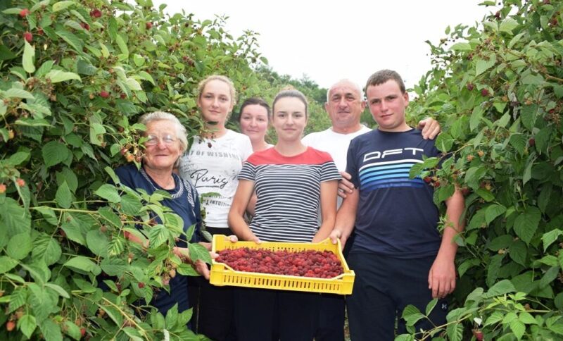 Дан малине, Благојевићи