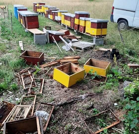 Уништене кошнице Рада Марјановића на Соколини на Тари