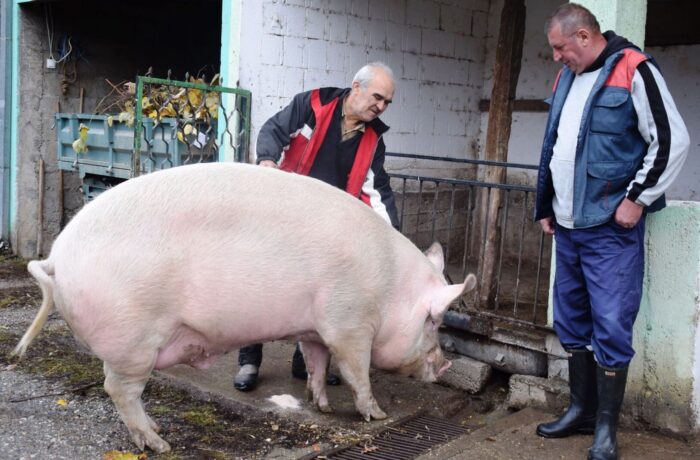 Vepar od 442 kilograma-
