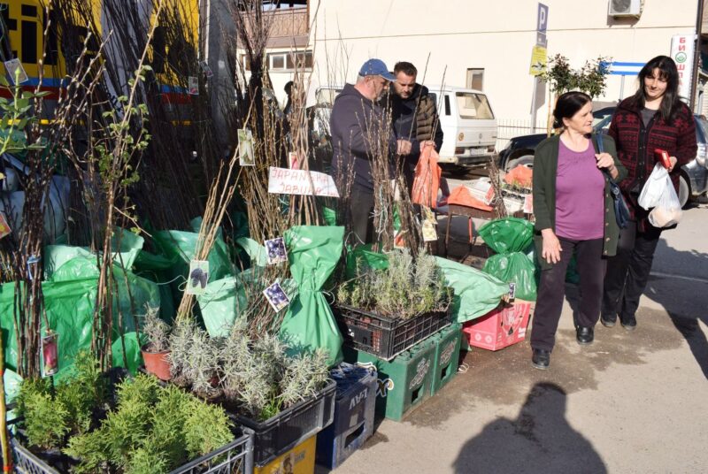 Продаја садница на бајинобаштанској пијаци