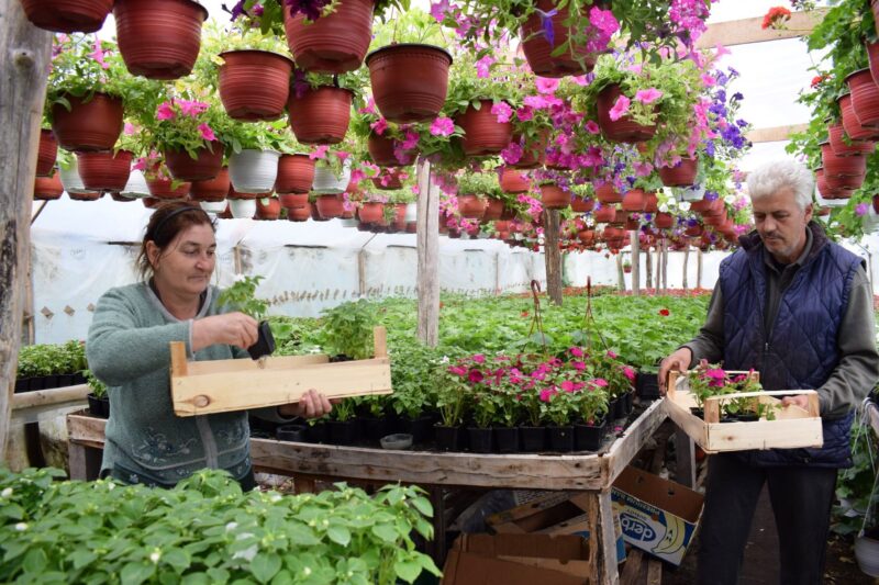 Новак и Весна Петровић,произвођачи цвећа из Костојевића